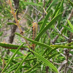 Pterygophorus cinctus