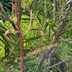 Pterygophorus cinctus