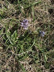 Scilla verna