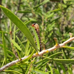 Pterygophorus cinctus
