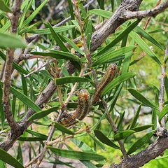 Pterygophorus cinctus