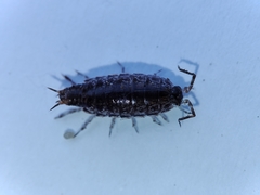 Chaetophiloscia elongata
