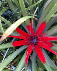 Fascicularia bicolor
