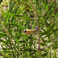 Pterygophorus cinctus