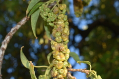 Phytolacca dioica