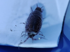 Chaetophiloscia elongata
