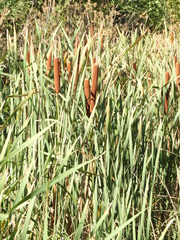 Typha subulata