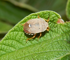 Erachtheus lutulentus