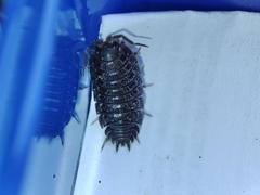 Porcellio debueni