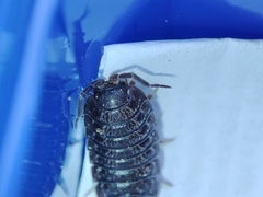 Porcellio debueni