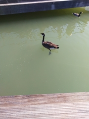 Branta canadensis