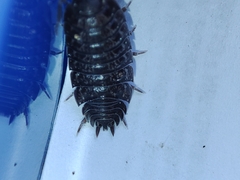 Porcellio debueni