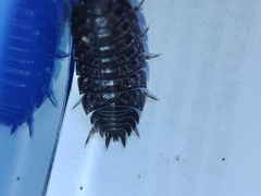Porcellio debueni
