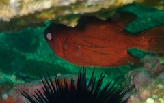 Priacanthus hamrur