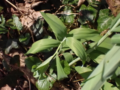 Polygonatum multiflorum