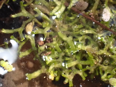 Riccia fluitans