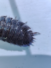 Porcellio debueni