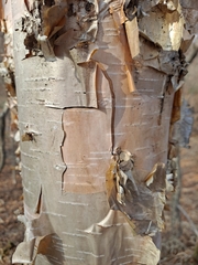Betula costata