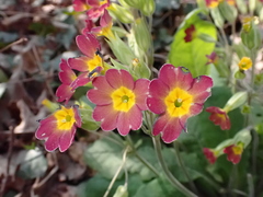 Primula × polyantha