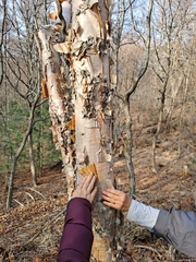 Betula costata