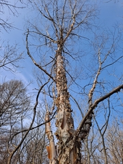 Betula costata