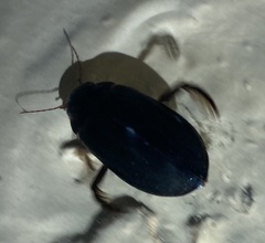 Meladema