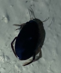 Meladema