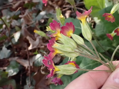 Primula × polyantha