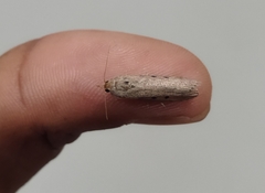 Lepidoptera