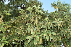 Phytolacca dioica