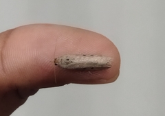 Lepidoptera