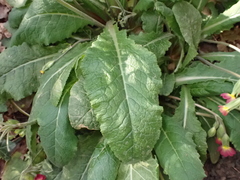 Primula × polyantha