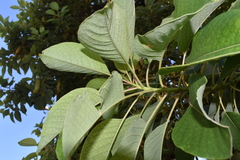 Phytolacca dioica
