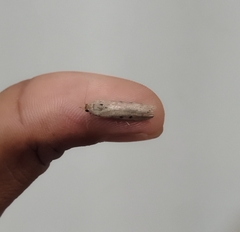 Lepidoptera