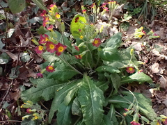 Primula × polyantha