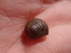 Trochulus hispidus