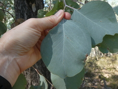 Eucalyptus albens