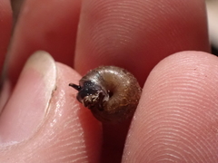 Trochulus hispidus