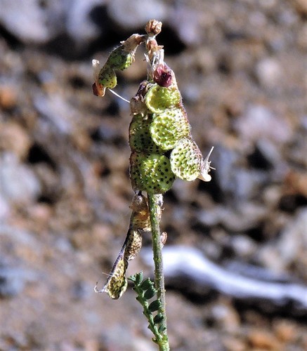 Adesmia guttulifera