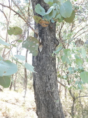 Eucalyptus albens