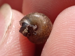 Trochulus hispidus