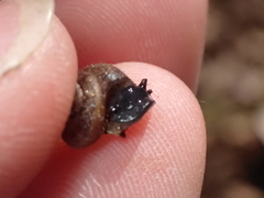 Trochulus hispidus