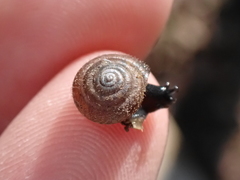 Trochulus hispidus