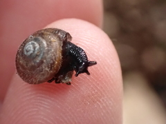 Trochulus hispidus