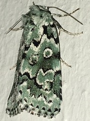Bryolymnia viridata