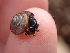 Trochulus hispidus