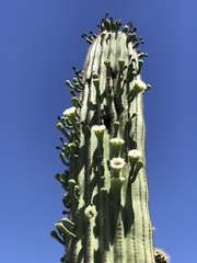 Carnegiea gigantea