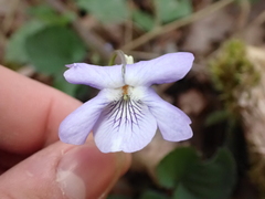 Viola riviniana