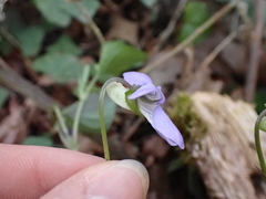 Viola riviniana