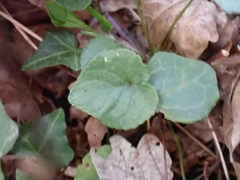Viola riviniana